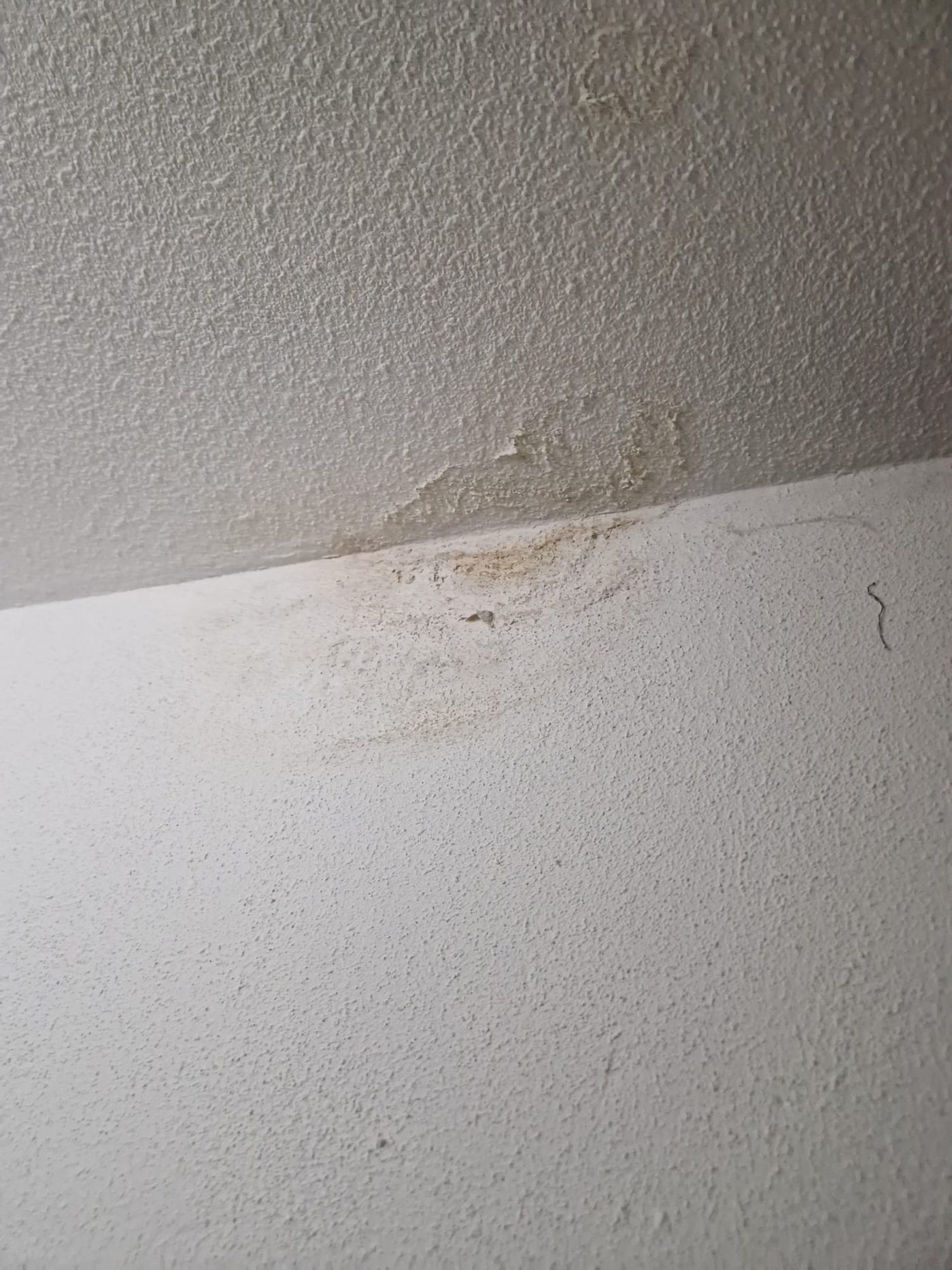 Waterschade: bruine vochtplek en kringen op de overgang van plafond naar wand